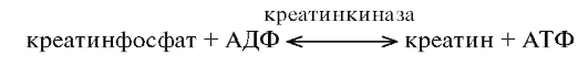 Какое количество АТФ содержится в организме? - student2.ru