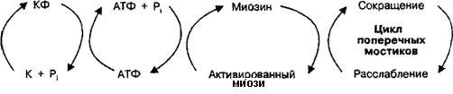 Какое количество АТФ содержится в организме? - student2.ru