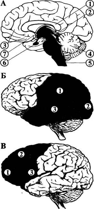 карта цитоархитонических полей коры головного мозга - student2.ru