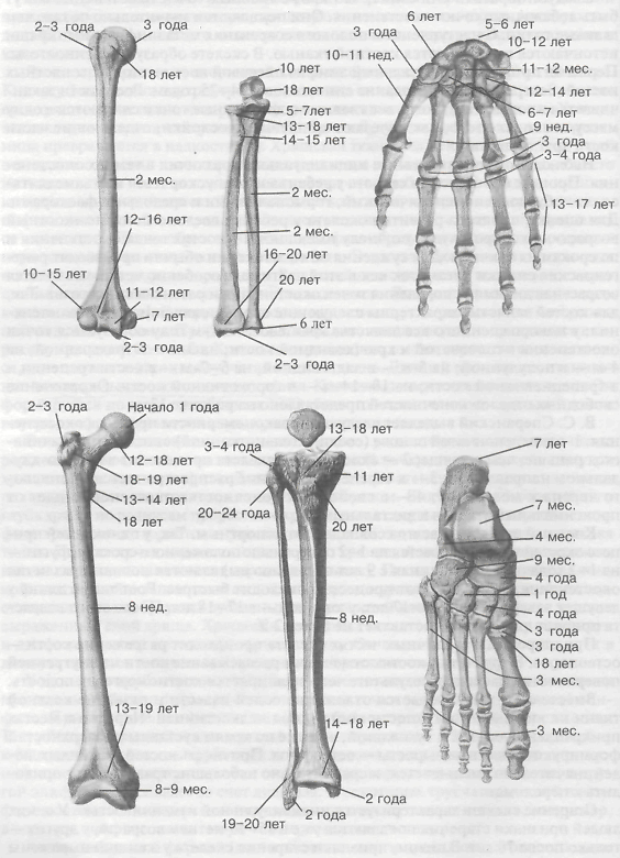 ФИЛО- И ОНТОГЕНЕЗ костей - student2.ru