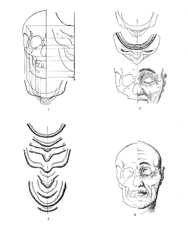 Измерения черепа Андрея Боголюбского по В.В. Гинзбургу - student2.ru