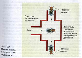 Каково основное отличие естественного отбора от других факторов эволюции, таких как изменчивость, наследственность, изоляция, популяционные волны, дрейф генов? - student2.ru