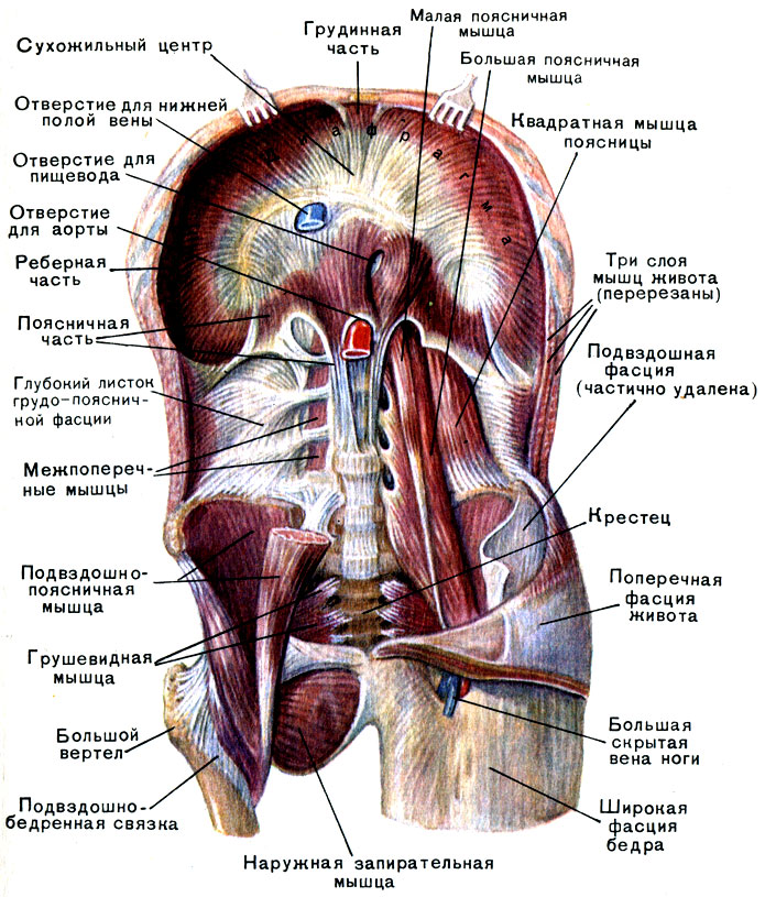 мышцы туловища: груди, спины и живота - student2.ru