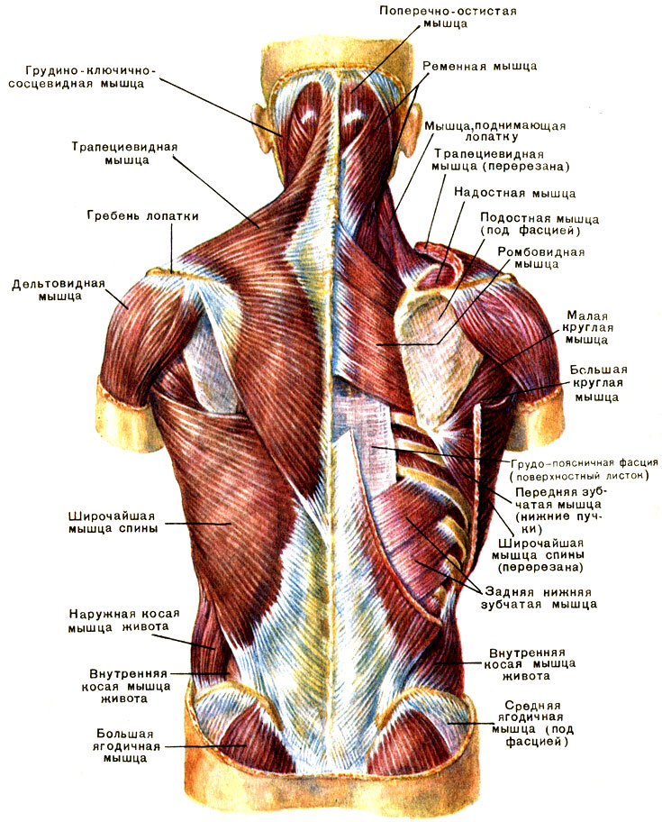 мышцы туловища: груди, спины и живота - student2.ru