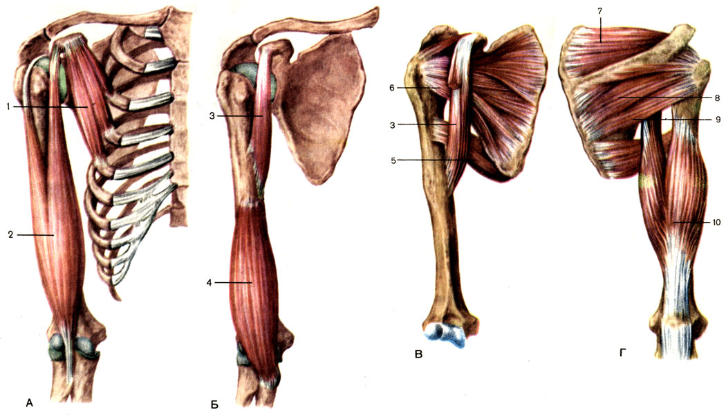 Мышцы верхних конечностей - student2.ru