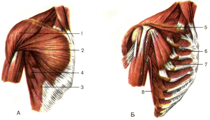 Мышцы верхних конечностей - student2.ru
