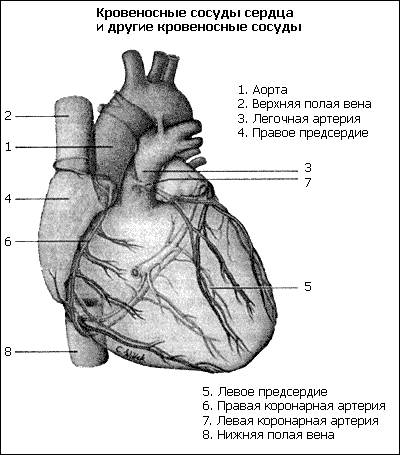 Наивность оборачивается для человека физическими страданиями - student2.ru