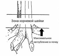 Очень аккуратно с почками. Хрупкие. При потере верхушечной почки саженец может погибнуть - student2.ru