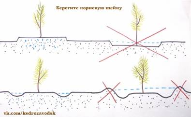 Очень аккуратно с почками. Хрупкие. При потере верхушечной почки саженец может погибнуть - student2.ru