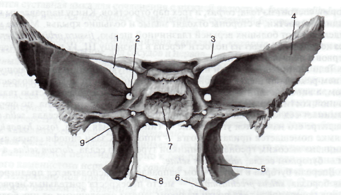 Основные составные части костей мозгового черепа - student2.ru