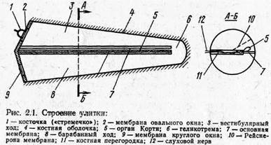 основные свойства слуха - student2.ru