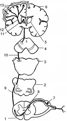 Проводящие пути кожного анализатора - student2.ru