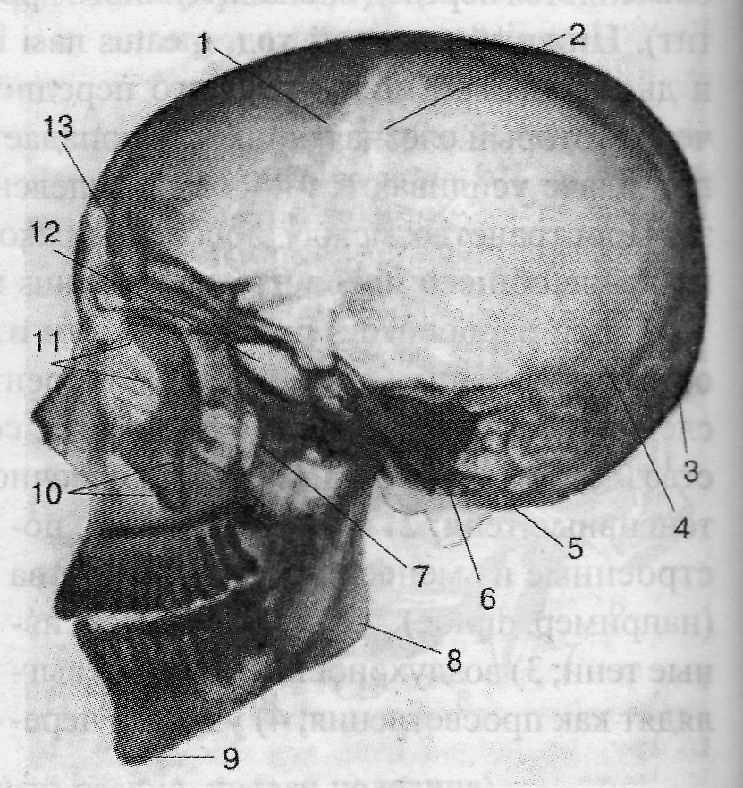 Рентгеноанатомия черепа - student2.ru