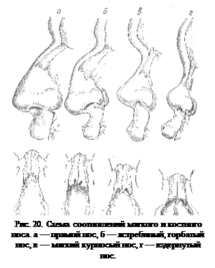 Соотношение мягкого и костного носа - student2.ru