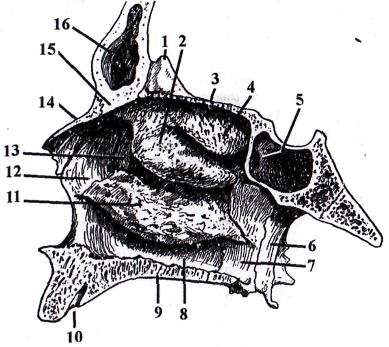Строение стенок и костной перегородки полости носа - student2.ru
