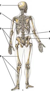 Структура и функции скелета - student2.ru