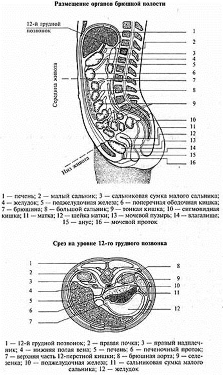 ВЕРХ ЖИВОТА Верх живота соотносится с духовными занятиями - student2.ru