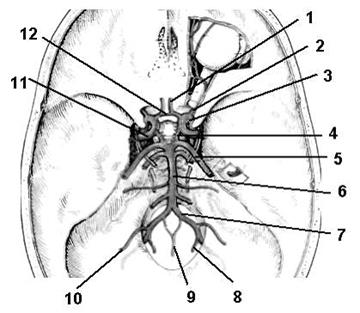 Внутренняя сонная артерия - student2.ru