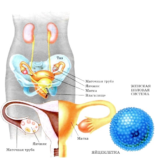 Женская половая система - student2.ru