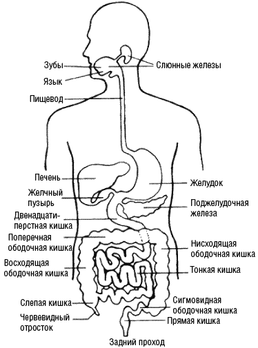 Женской половиной кишечного тракта является тонкая кишка, мужской половиной – толстая кишка - student2.ru