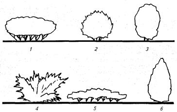 Композиции древесно-кустарниковых насаждений - student2.ru