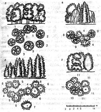 Композиции древесно-кустарниковых насаждений - student2.ru