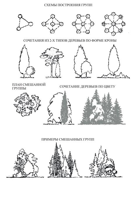 Тема №3. Построение древесно-кустарниковой группы (развитие объемно-пространственного мышления). Построения графика декоративности пород - student2.ru
