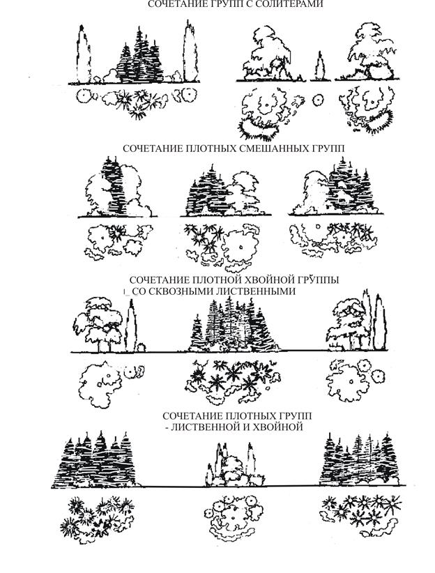Тема №3. Построение древесно-кустарниковой группы (развитие объемно-пространственного мышления). Построения графика декоративности пород - student2.ru