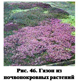 Вертикальное озеленение - student2.ru