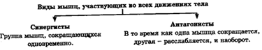 Механизм сокращения мышцы - student2.ru