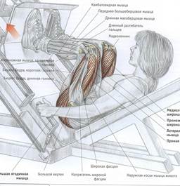 Сгибание ног в тренажёре - student2.ru