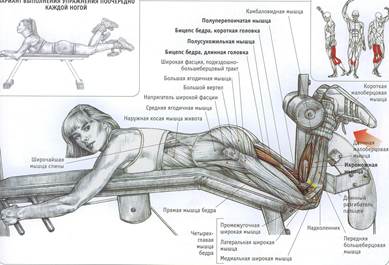 Сгибание ног в тренажёре - student2.ru