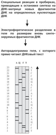 Конечная цель — определение полной последовательности нуклеотидов в ДНК человека - student2.ru