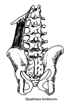 Квадратная мышца поясницы (Quadratus Limborum) - student2.ru