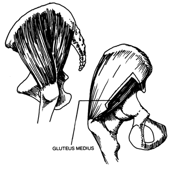 Квадратная мышца поясницы (Quadratus Limborum) - student2.ru