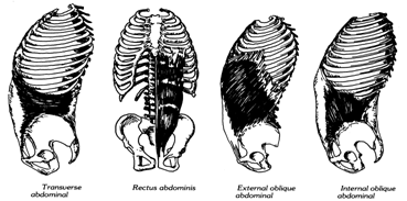 Нижняя трапециевидная (Trapezius – Lower Division) - student2.ru