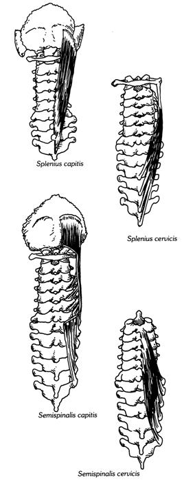 Экстензоры шеи (Neck Extensors) - student2.ru