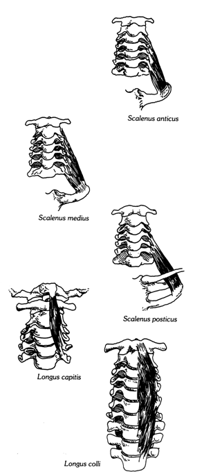 Экстензоры шеи (Neck Extensors) - student2.ru