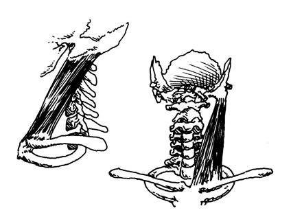 Экстензоры шеи (Neck Extensors) - student2.ru