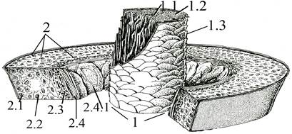 Кожа головы (корни волос в продольном разрезе) - student2.ru