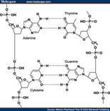 A possible mechanism for replication - student2.ru