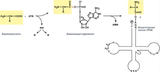 адапторная роль транспортных рнк - student2.ru