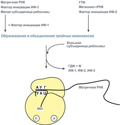 адапторная роль транспортных рнк - student2.ru