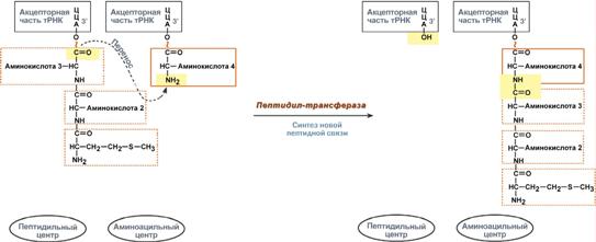 адапторная роль транспортных рнк - student2.ru