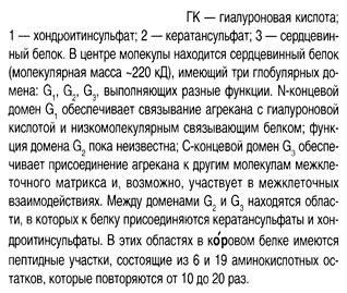 Адгезивные и антиадгезивные белки. Базальная мембрана. Протеогликаны базальных мембран. - student2.ru