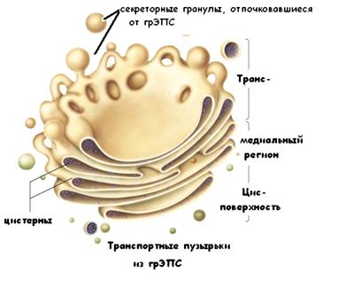 Агранулярная ЭПС представляет собой трехмерную сеть мембранных трубочек, канальцев, пузырьков, на поверхности которых рибосомы отсутствуют. - student2.ru