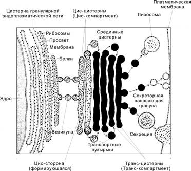 Агранулярная ЭПС представляет собой трехмерную сеть мембранных трубочек, канальцев, пузырьков, на поверхности которых рибосомы отсутствуют. - student2.ru