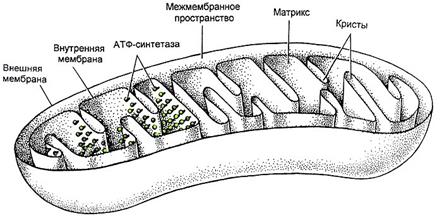 Агранулярная ЭПС представляет собой трехмерную сеть мембранных трубочек, канальцев, пузырьков, на поверхности которых рибосомы отсутствуют. - student2.ru