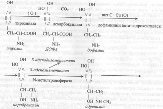 Аминңышңылдардың декарбоксильденуі. Биогенді аминдер. - student2.ru