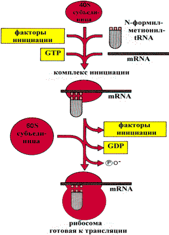 Аминоацил-tRNA -cинтетаза и расшифровка кода - student2.ru